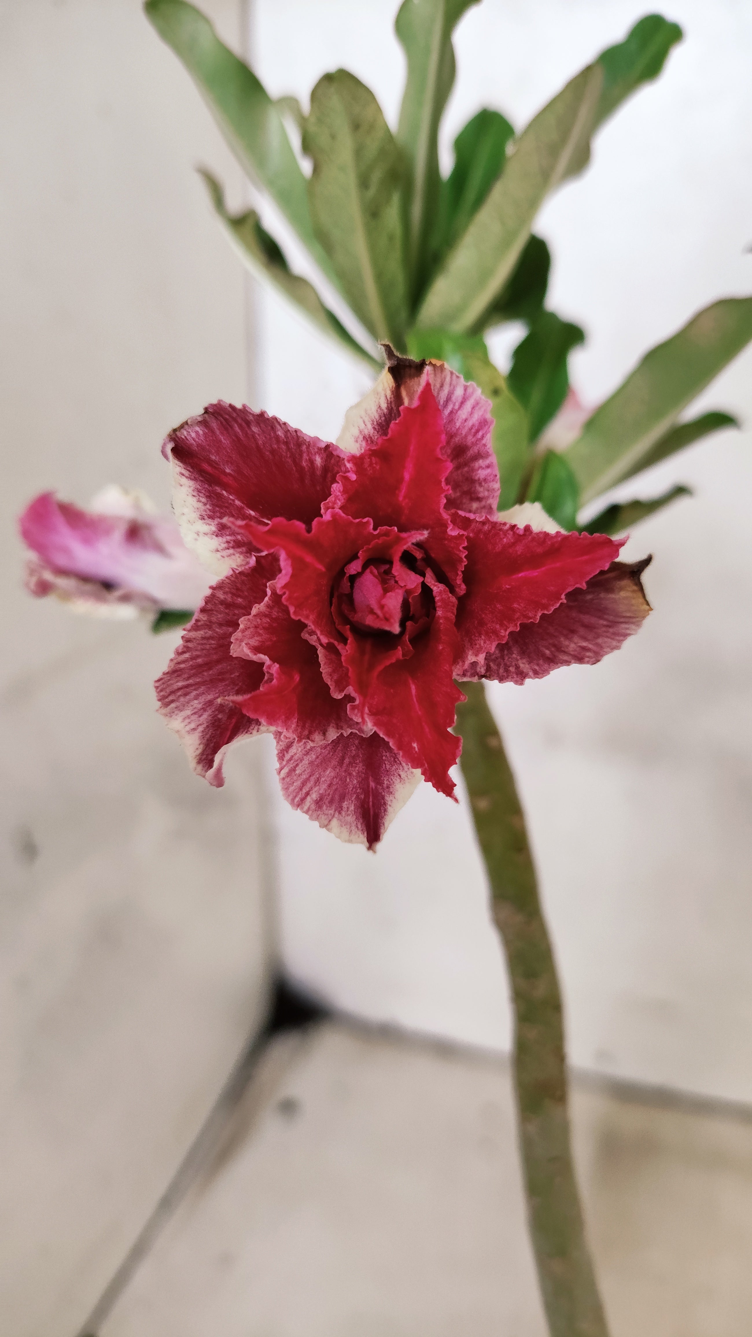 Planta Dobrada 3883 – 30cm – 02 anos