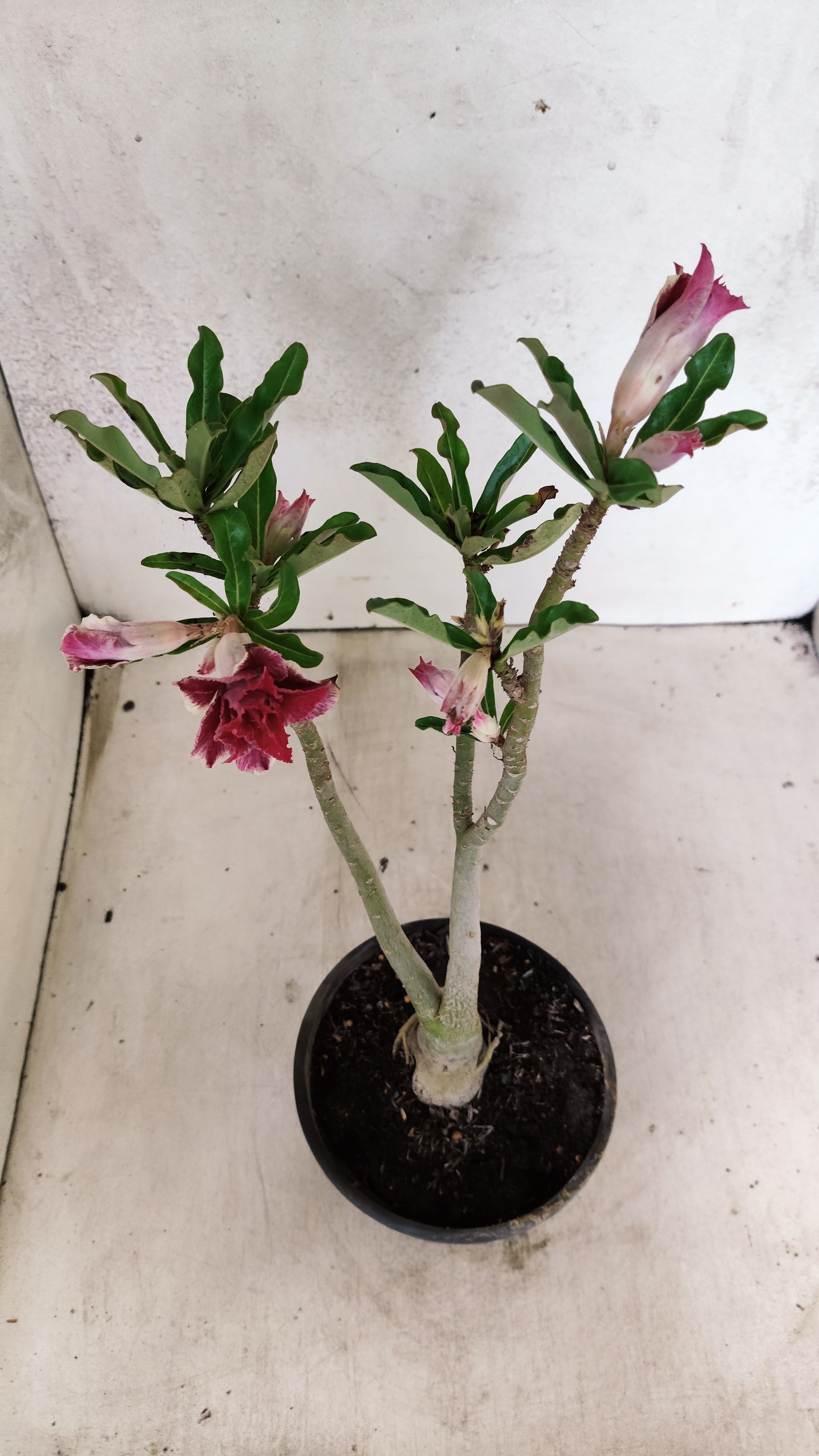 Planta Dobrada 3883 – 30cm – 02 anos