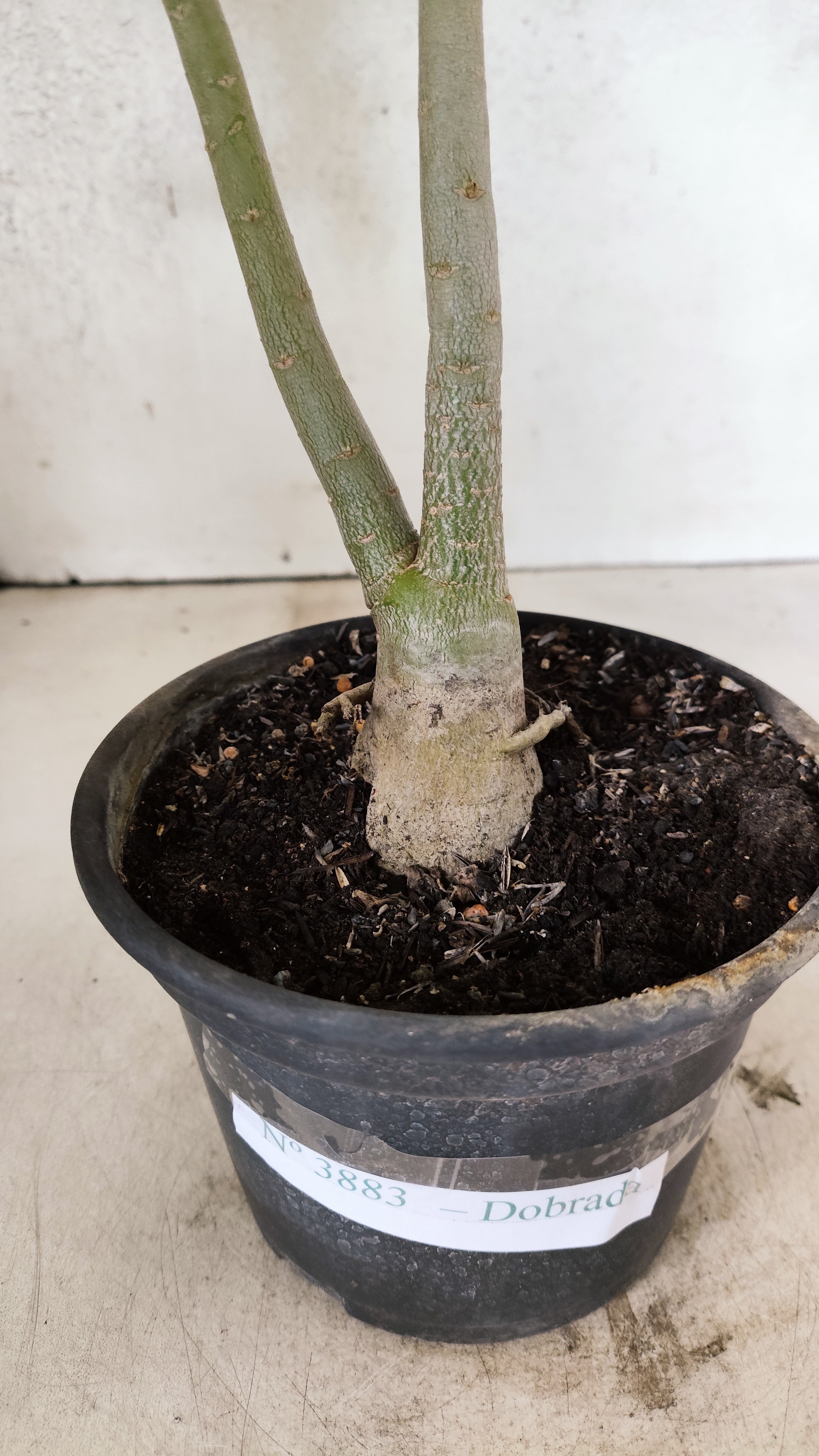Planta Dobrada 3883 – 30cm – 02 anos