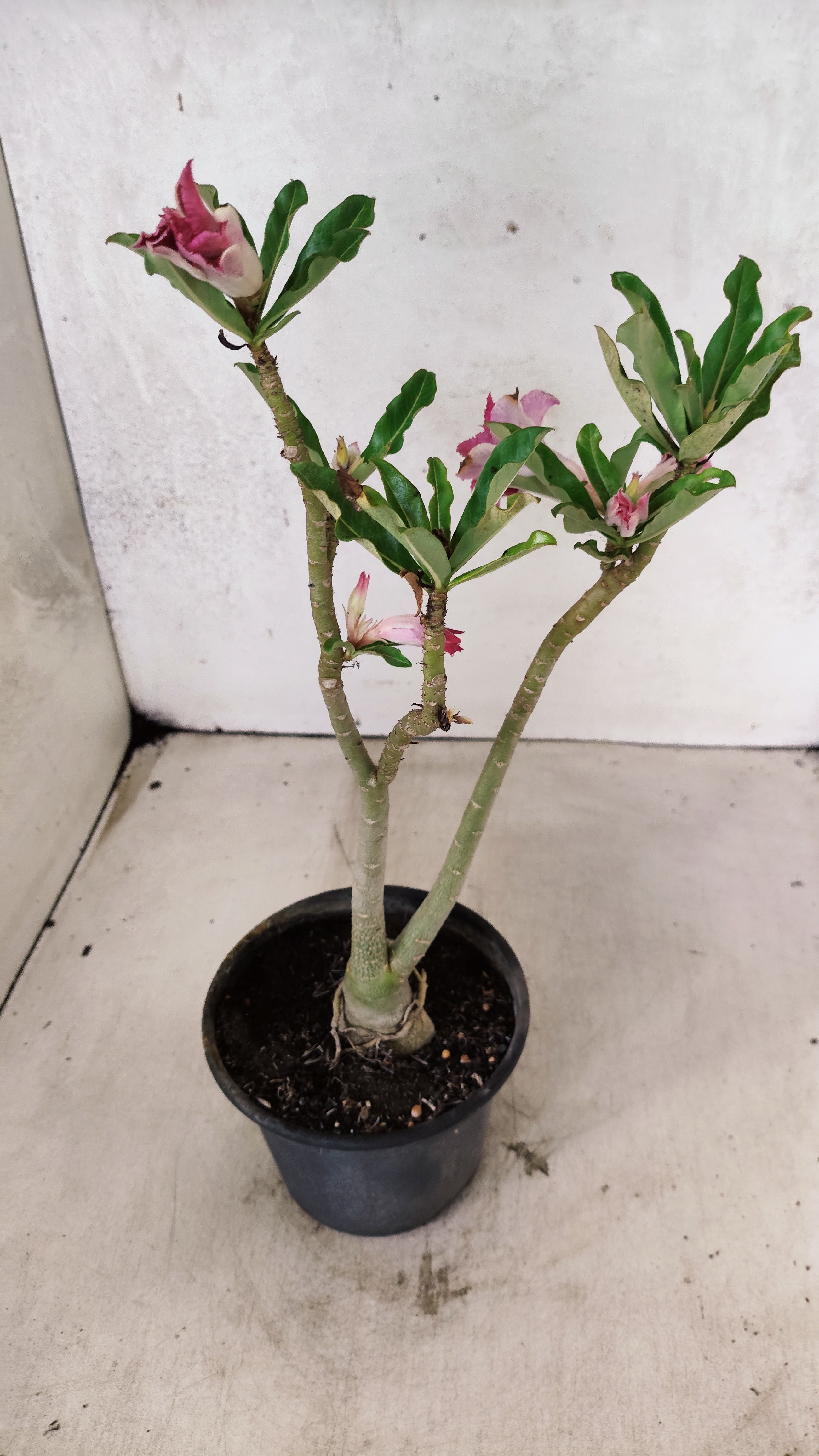 Planta Dobrada 3883 – 30cm – 02 anos