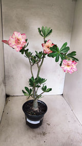 Planta Dobrada 3884 – 35cm – 03 anos