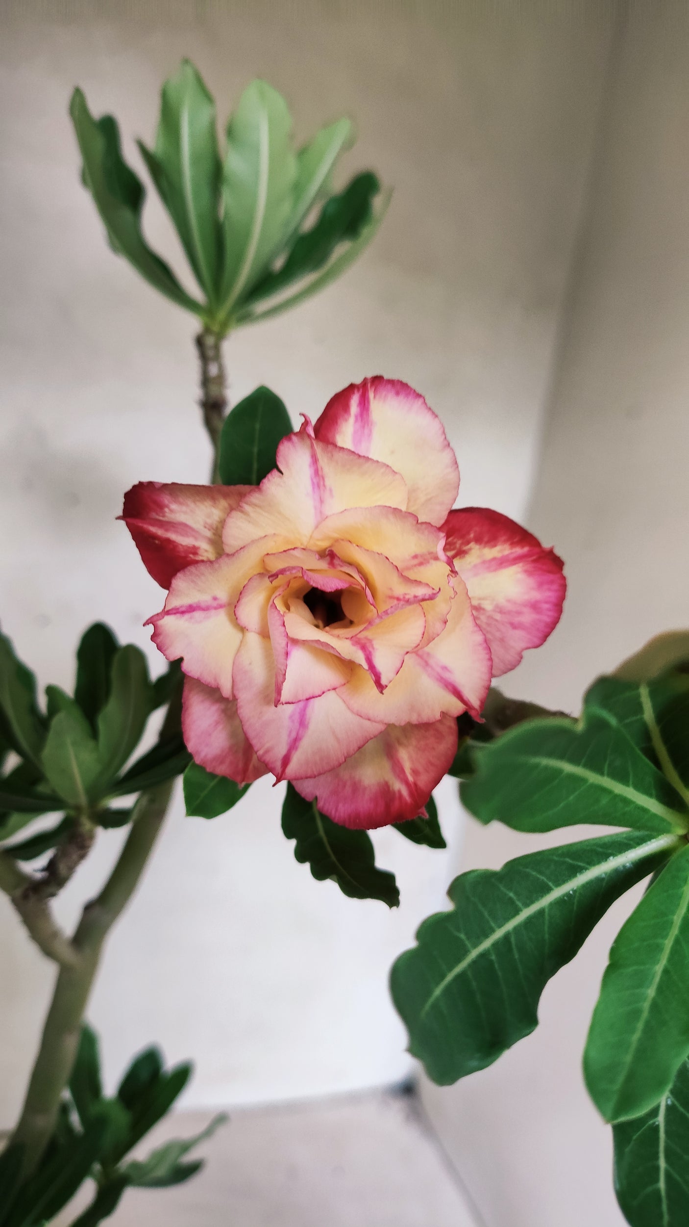 Planta Dobrada 3884 – 35cm – 03 anos