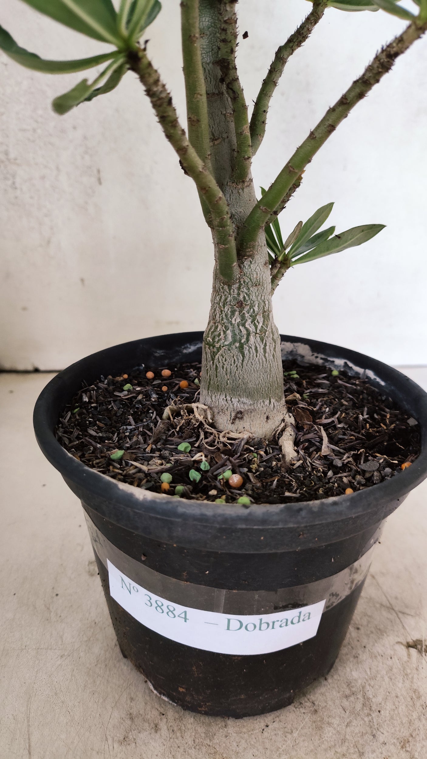 Planta Dobrada 3884 – 35cm – 03 anos