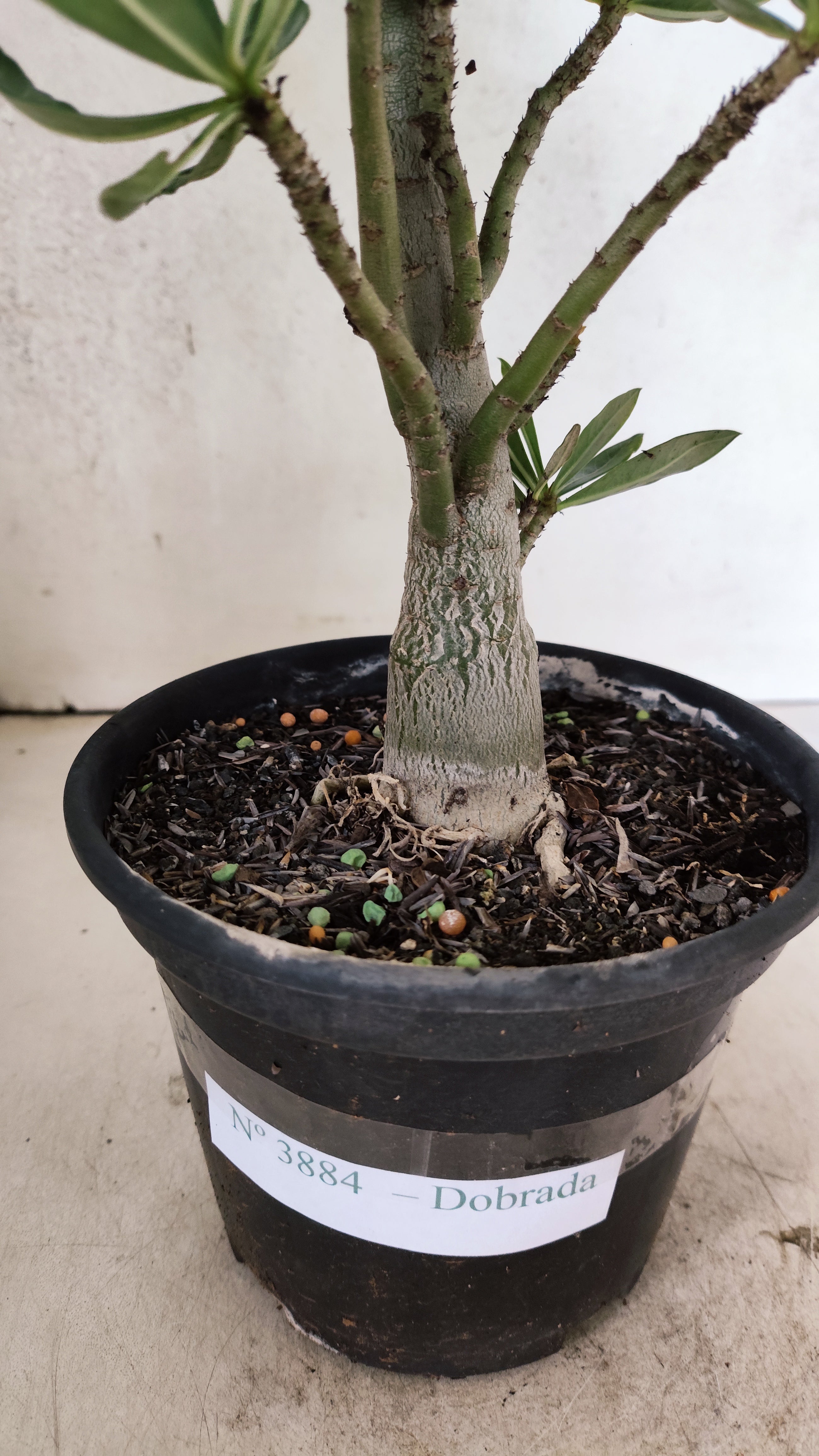 Planta Dobrada 3884 – 35cm – 03 anos
