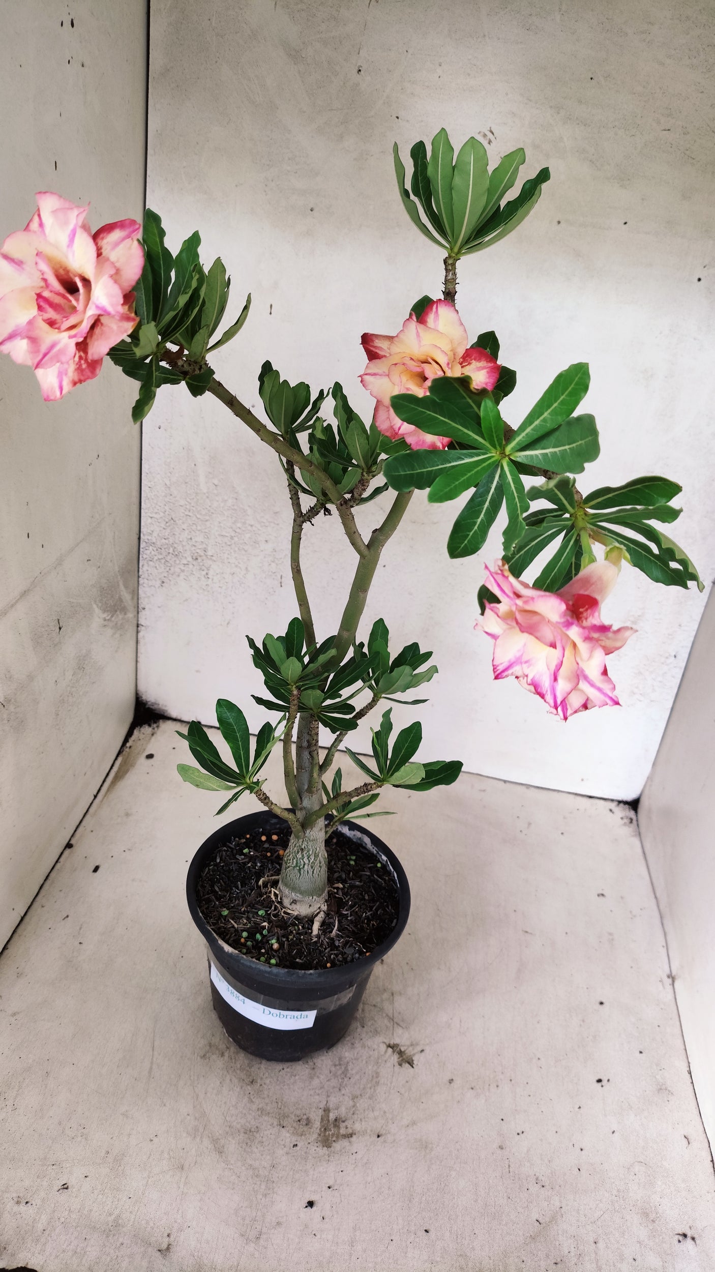 Planta Dobrada 3884 – 35cm – 03 anos