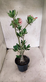 Planta Dobrada 3884 – 35cm – 03 anos