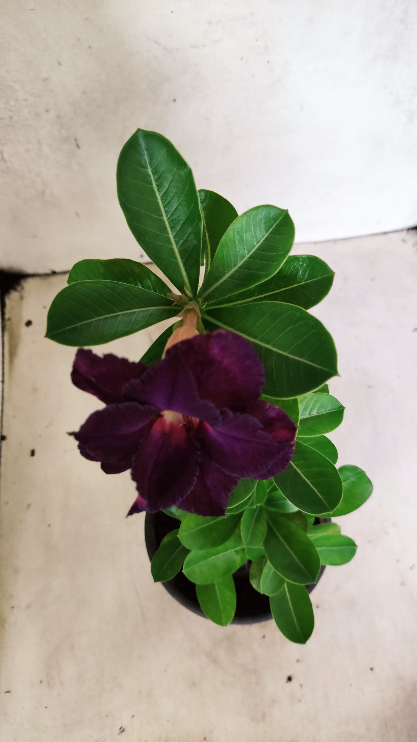 Planta Dobrada 3885 – 30cm – 02 anos