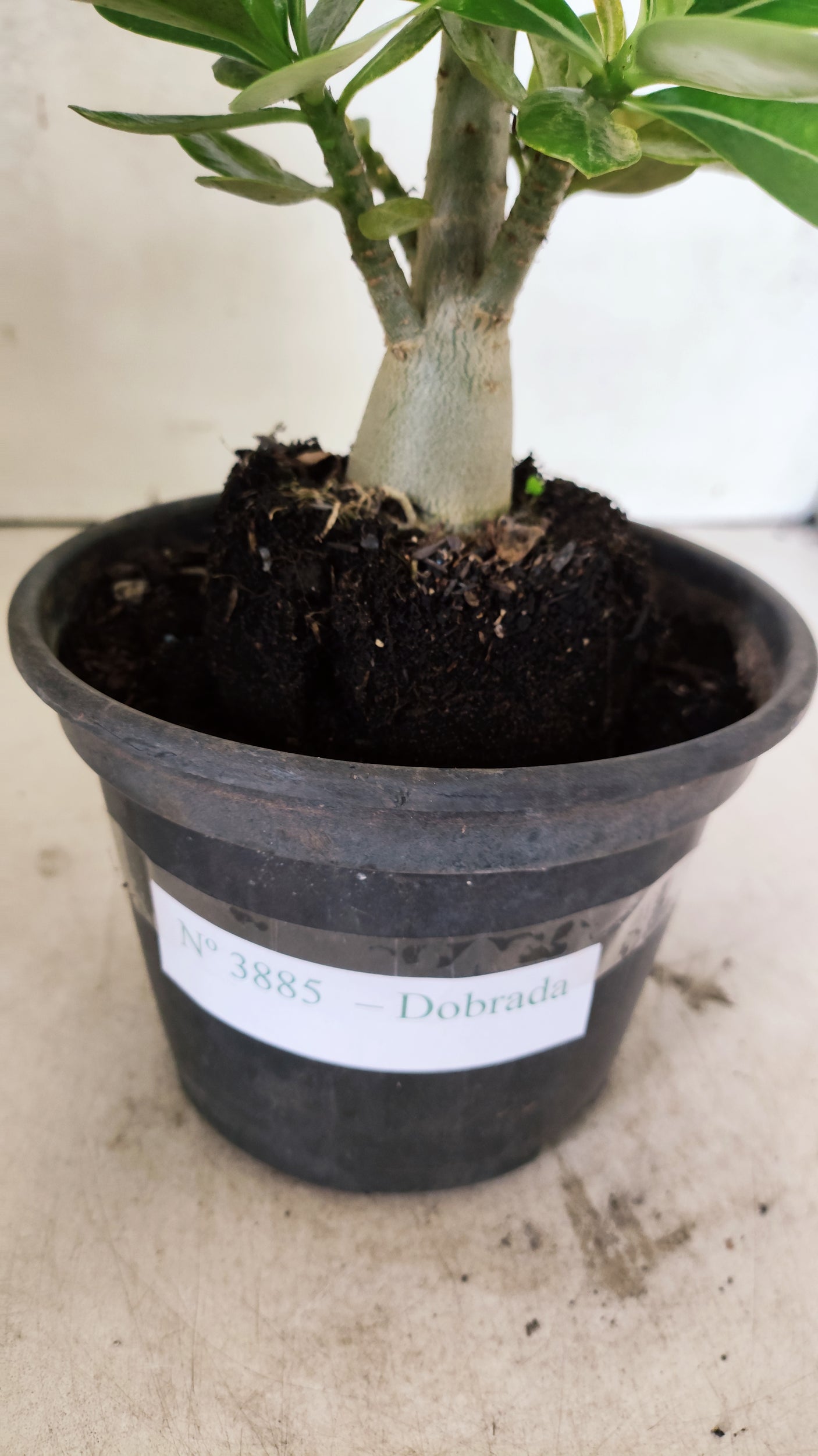 Planta Dobrada 3885 – 30cm – 02 anos