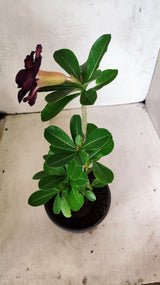 Planta Dobrada 3885 – 30cm – 02 anos