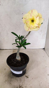 Planta Dobrada 3886 – 30cm – 02 anos