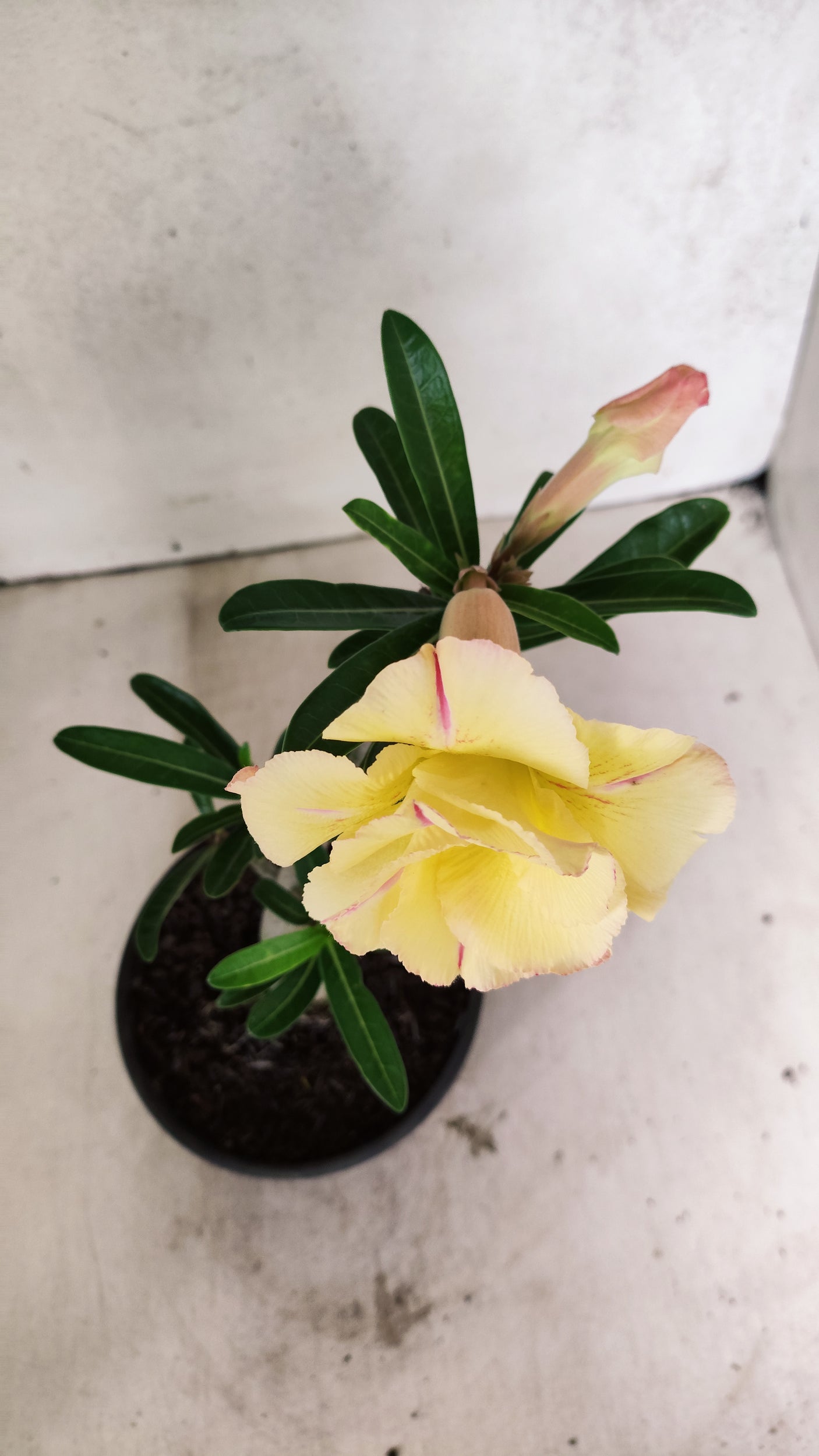 Planta Dobrada 3886 – 30cm – 02 anos