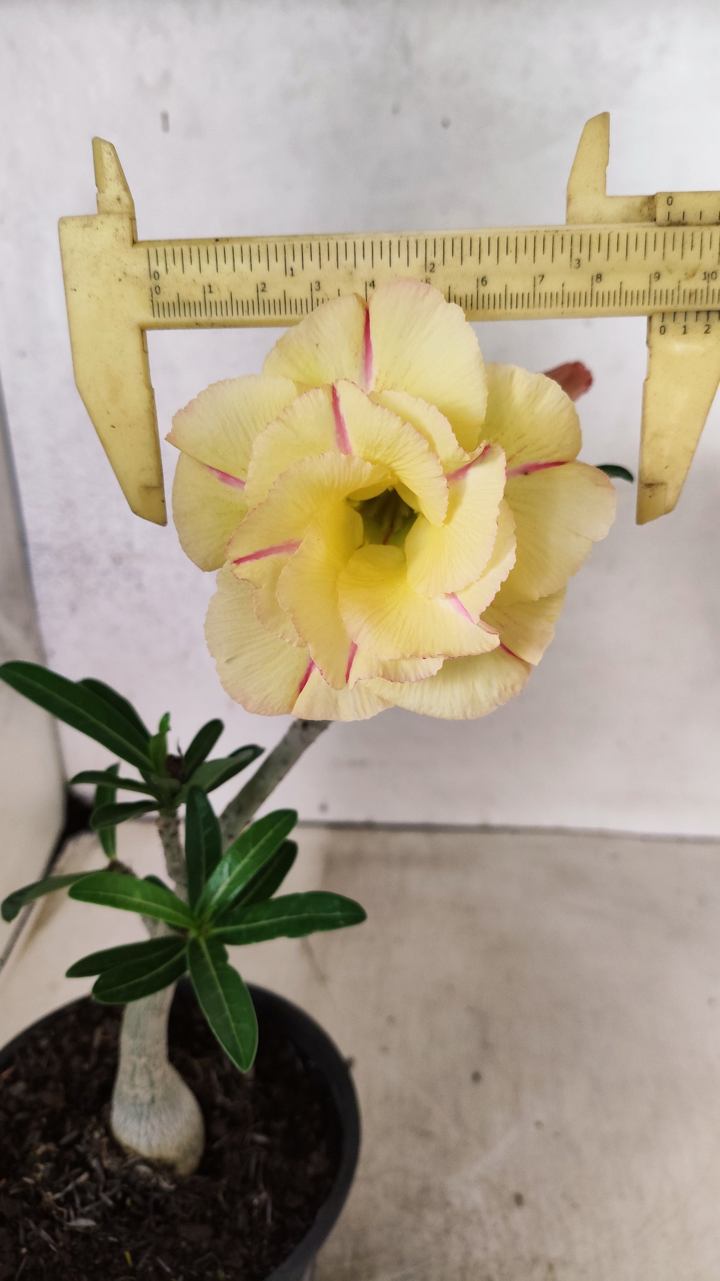 Planta Dobrada 3886 – 30cm – 02 anos