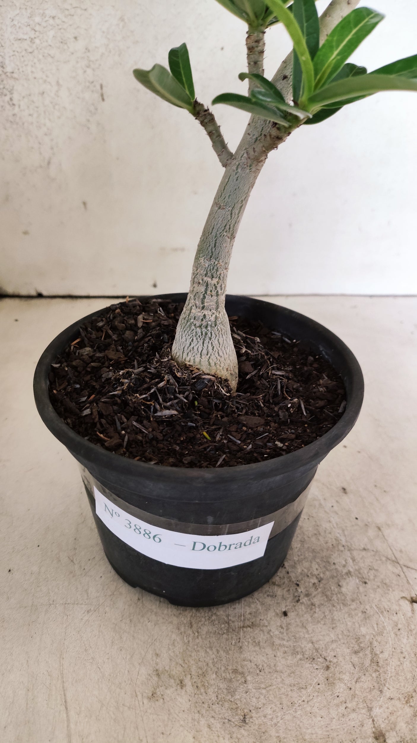 Planta Dobrada 3886 – 30cm – 02 anos