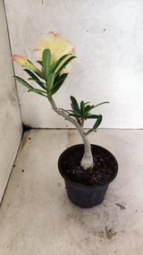 Planta Dobrada 3886 – 30cm – 02 anos