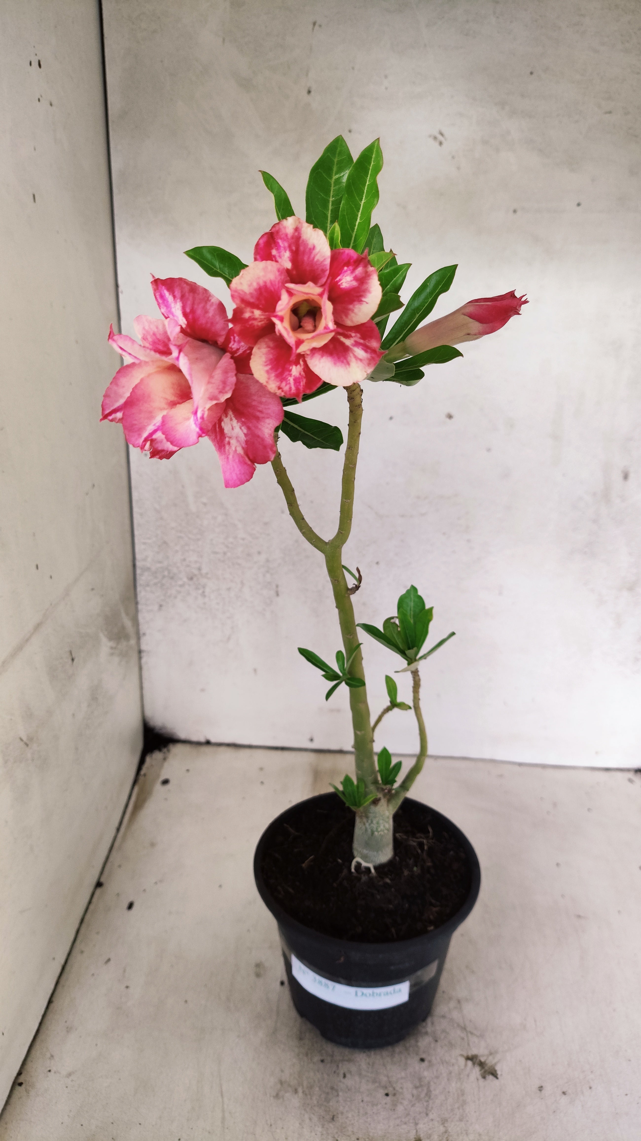 Planta Dobrada 3887 – 30cm – 02 anos