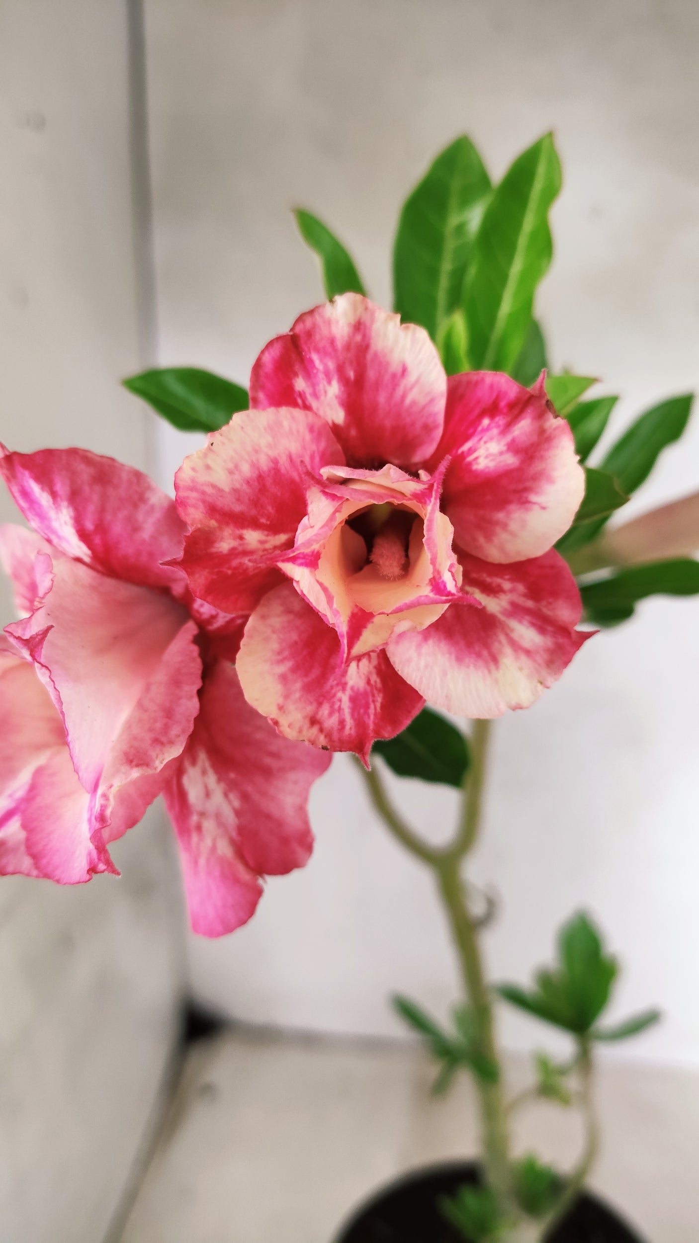 Planta Dobrada 3887 – 30cm – 02 anos