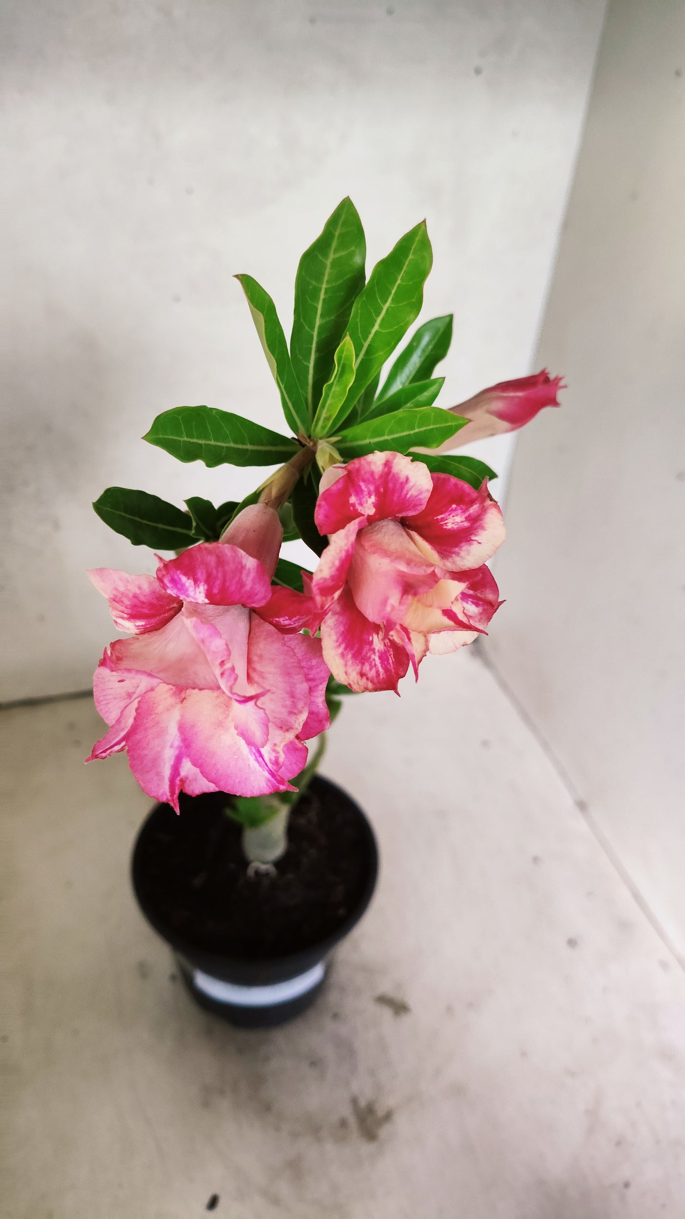 Planta Dobrada 3887 – 30cm – 02 anos