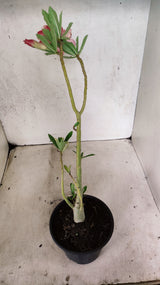 Planta Dobrada 3887 – 30cm – 02 anos