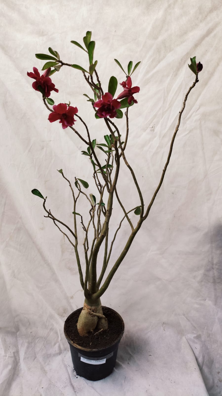 Planta Dobrada 3888 – 90cm – 06 anos