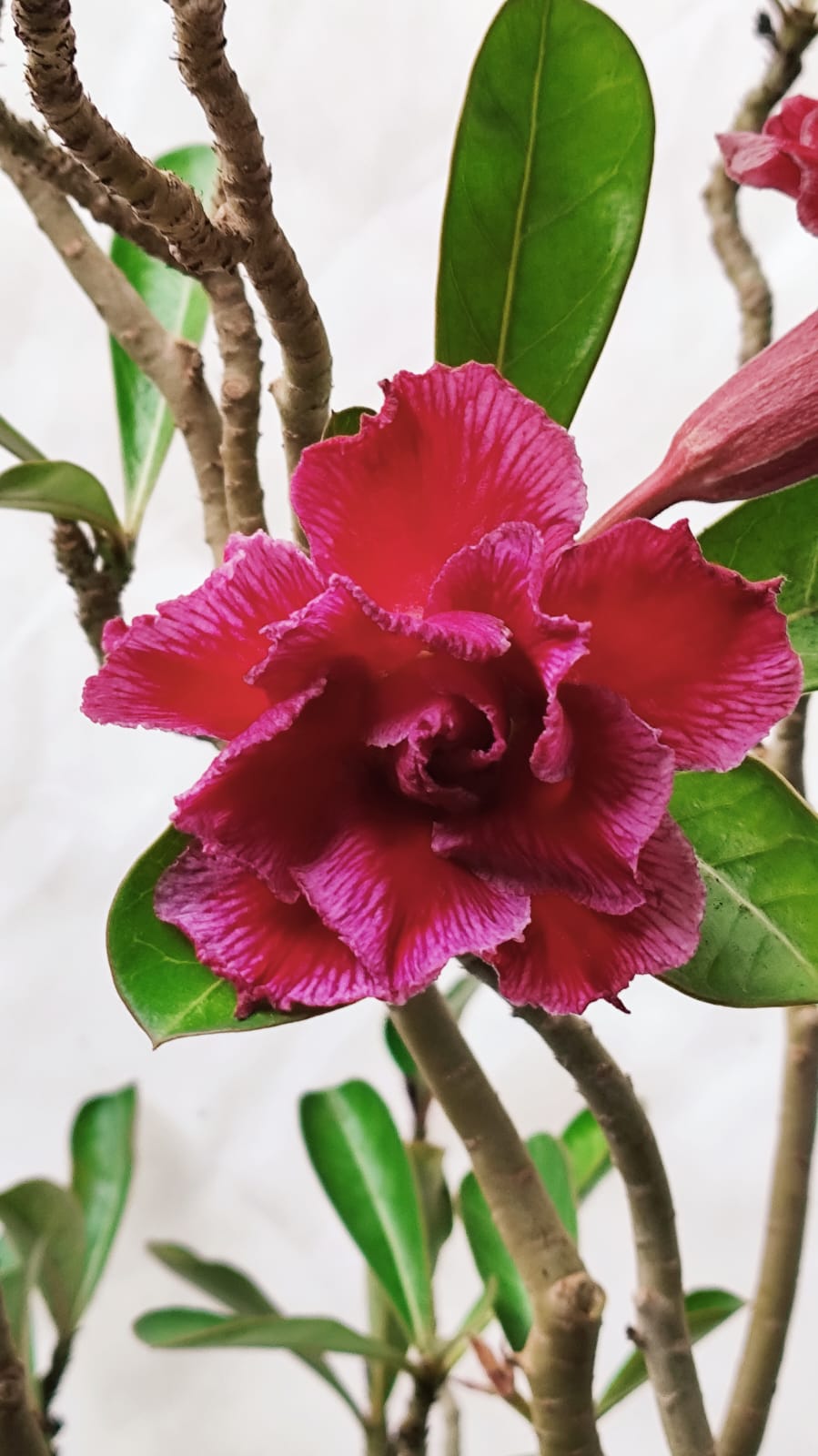Planta Dobrada 3888 – 90cm – 06 anos