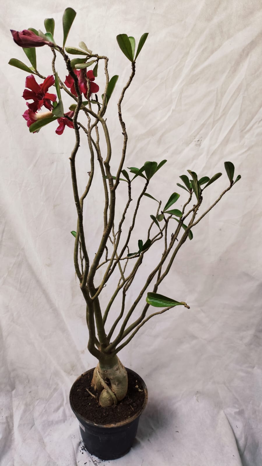 Planta Dobrada 3888 – 90cm – 06 anos