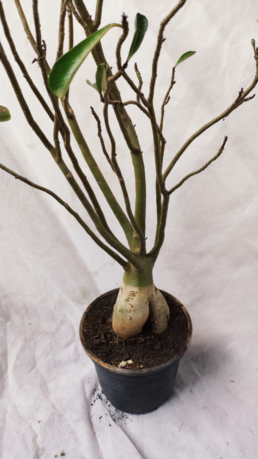 Planta Dobrada 3888 – 90cm – 06 anos