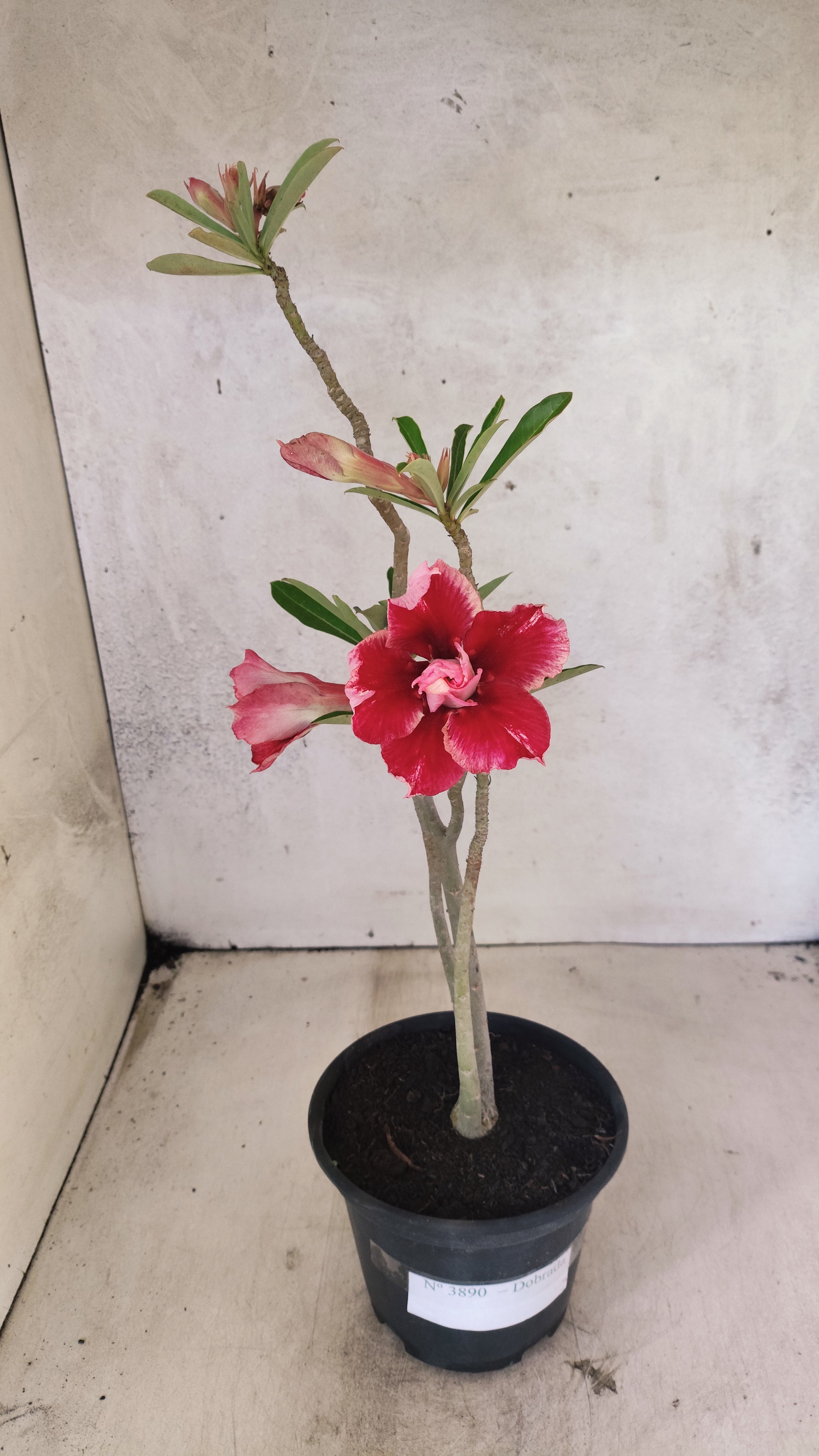 Planta Dobrada 3890 – 35cm – 02 anos