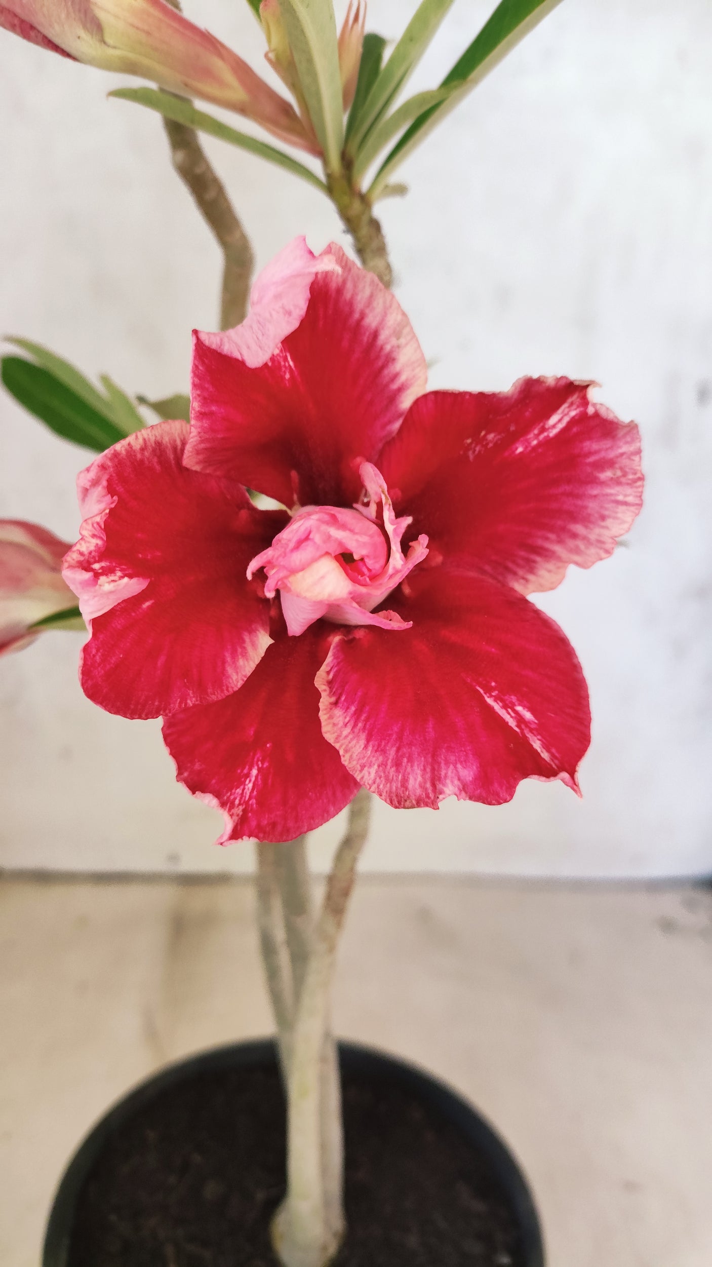 Planta Dobrada 3890 – 35cm – 02 anos