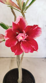 Planta Dobrada 3890 – 35cm – 02 anos