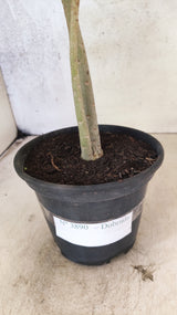 Planta Dobrada 3890 – 35cm – 02 anos