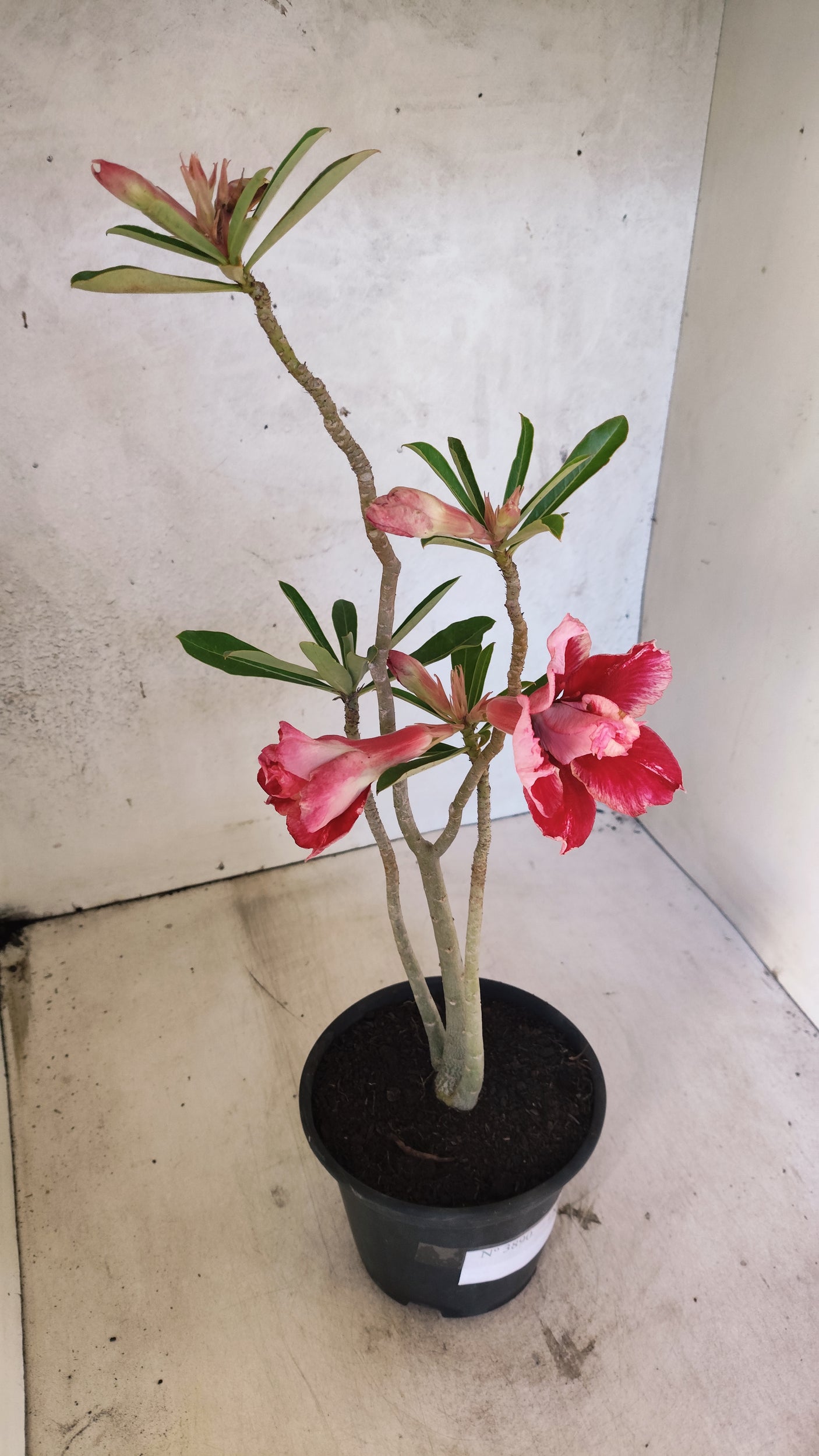 Planta Dobrada 3890 – 35cm – 02 anos