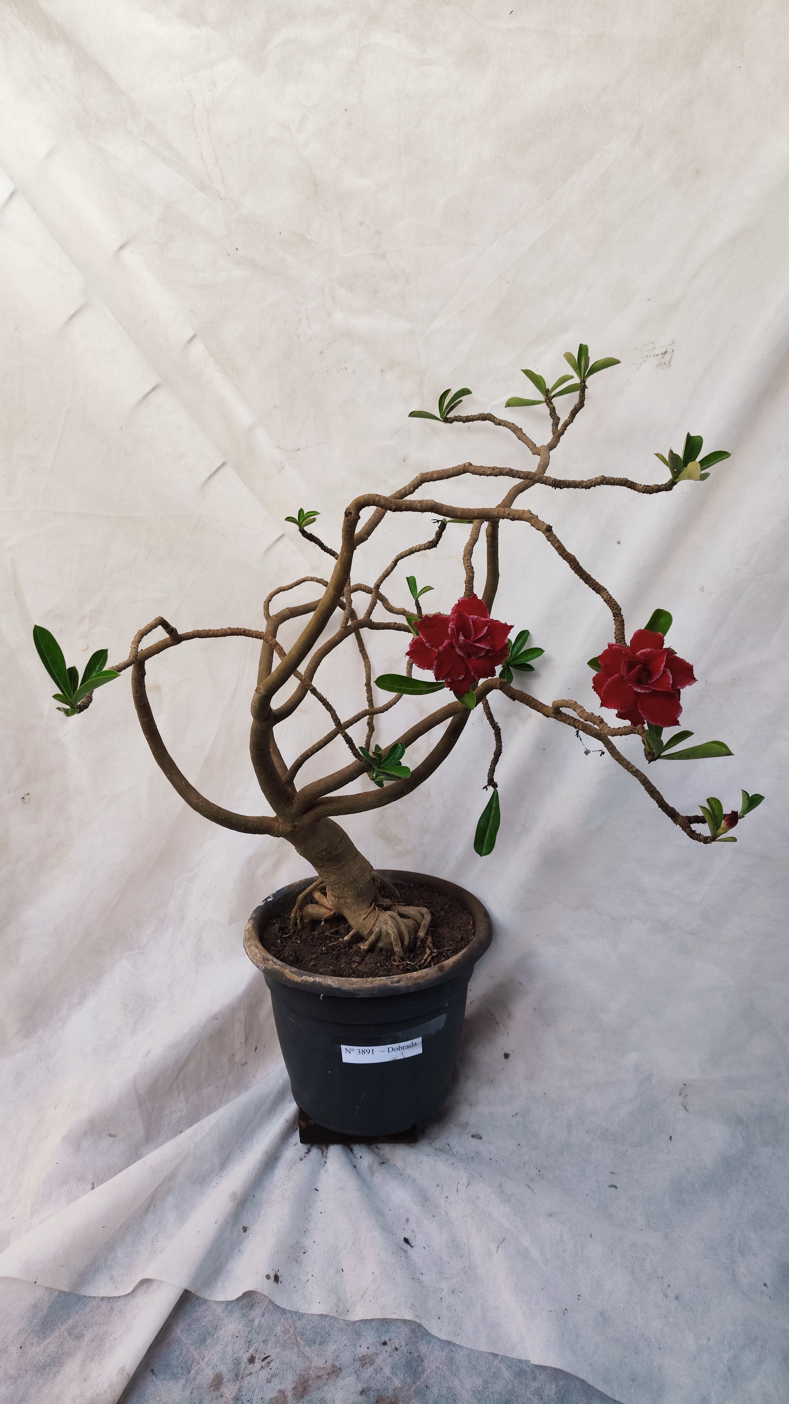 Planta Dobrada 3891 – 80cm – 05 anos