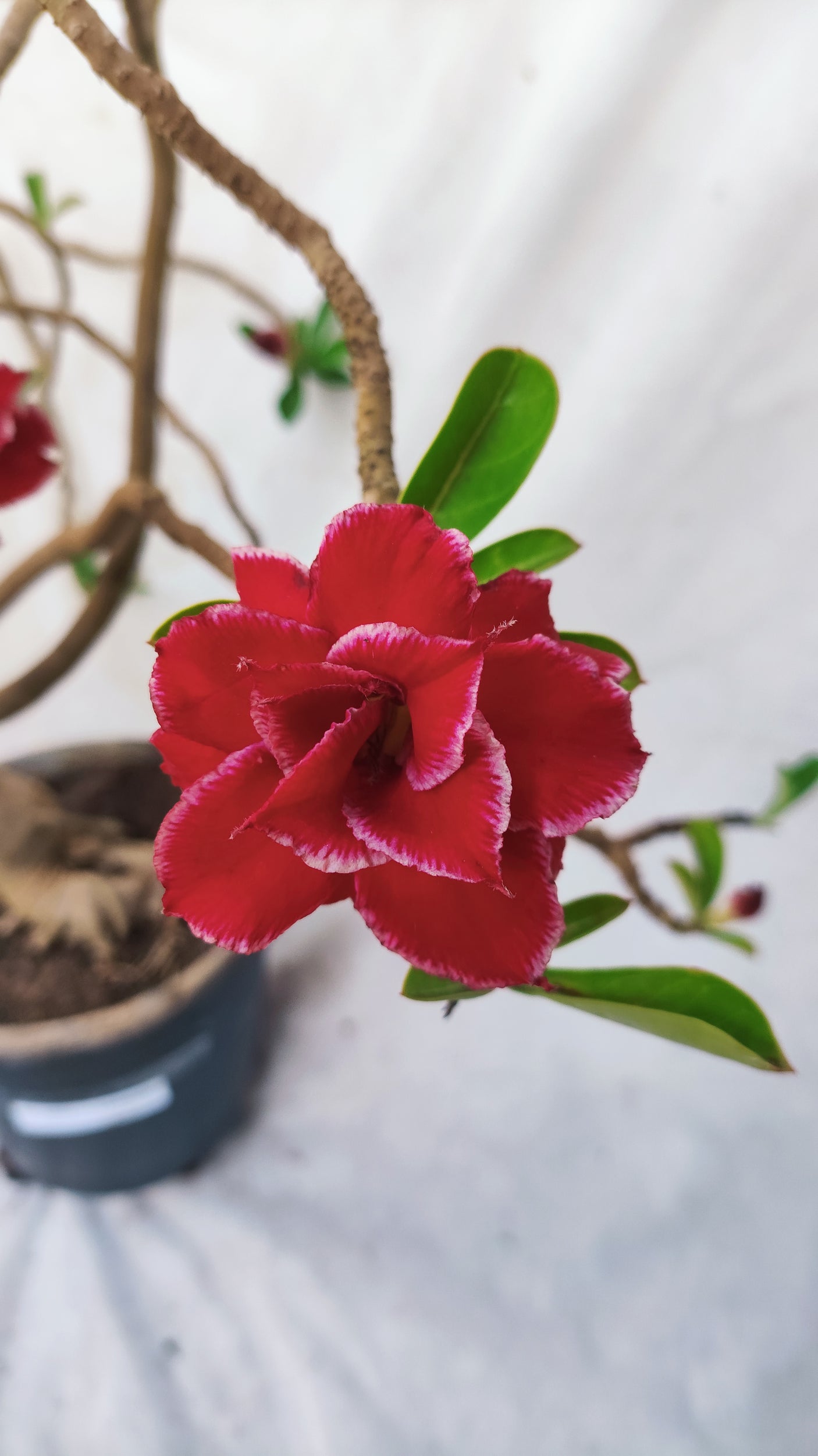 Planta Dobrada 3891 – 80cm – 05 anos