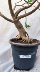 Planta Dobrada 3891 – 80cm – 05 anos