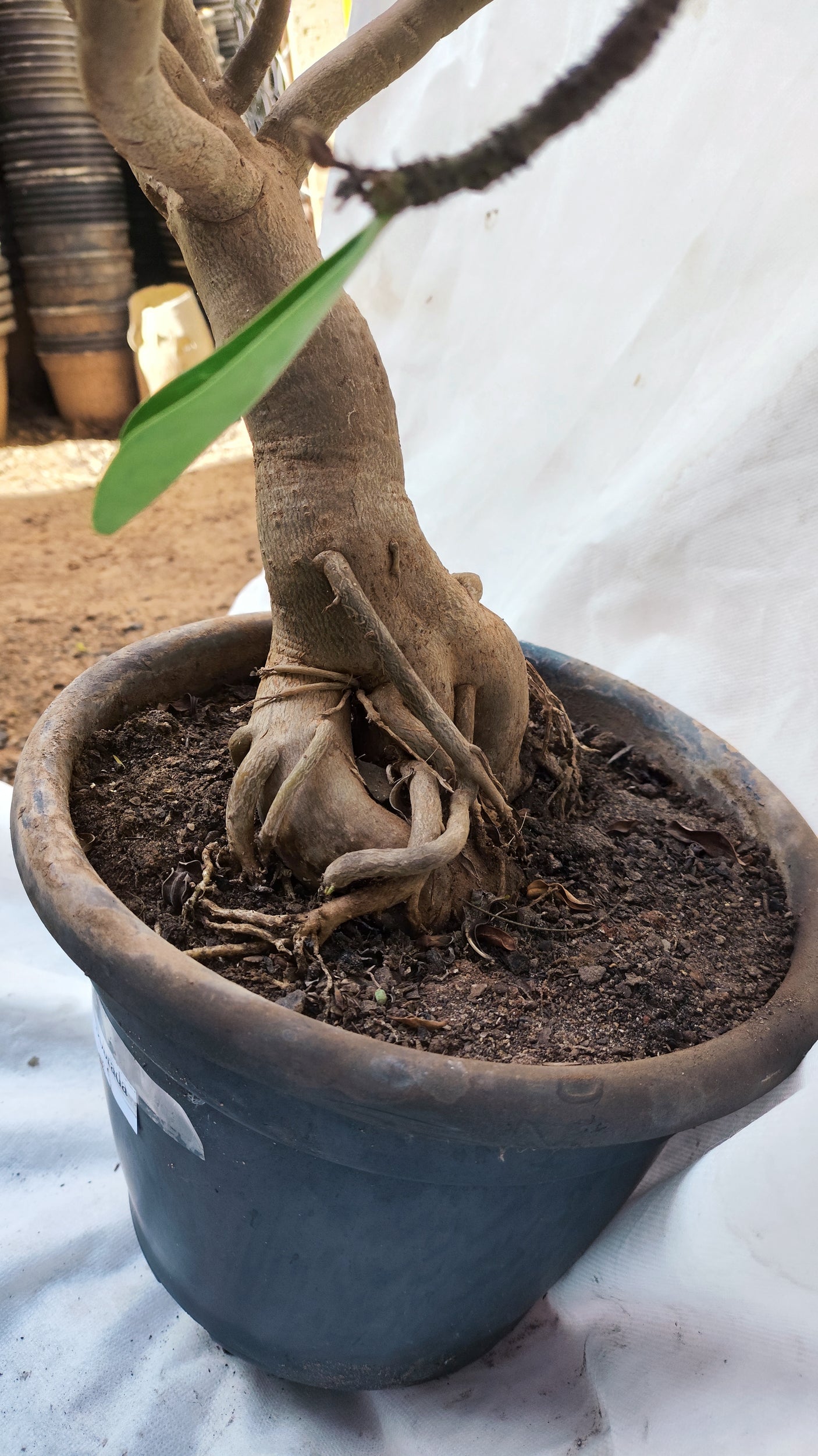 Planta Dobrada 3891 – 80cm – 05 anos