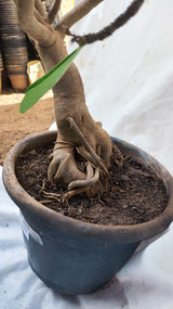 Planta Dobrada 3891 – 80cm – 05 anos