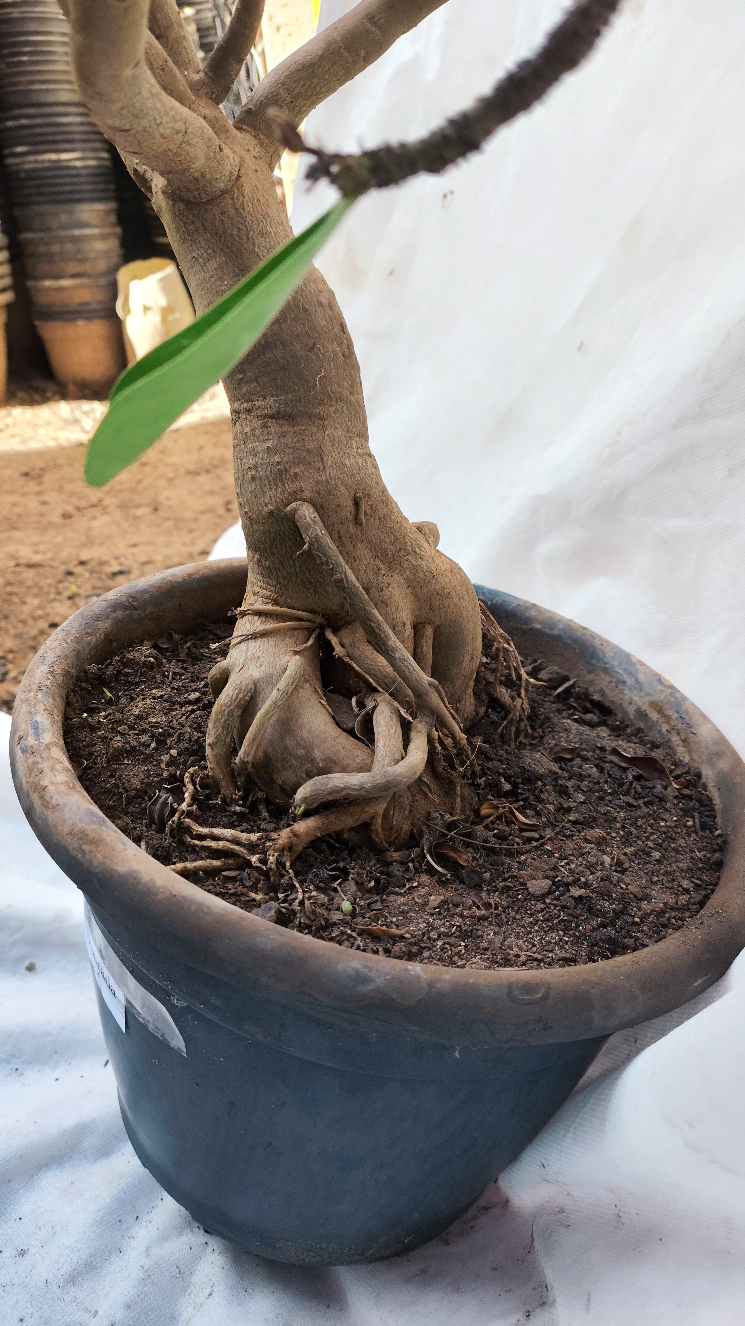 Planta Dobrada 3891 – 80cm – 05 anos