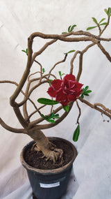 Planta Dobrada 3891 – 80cm – 05 anos