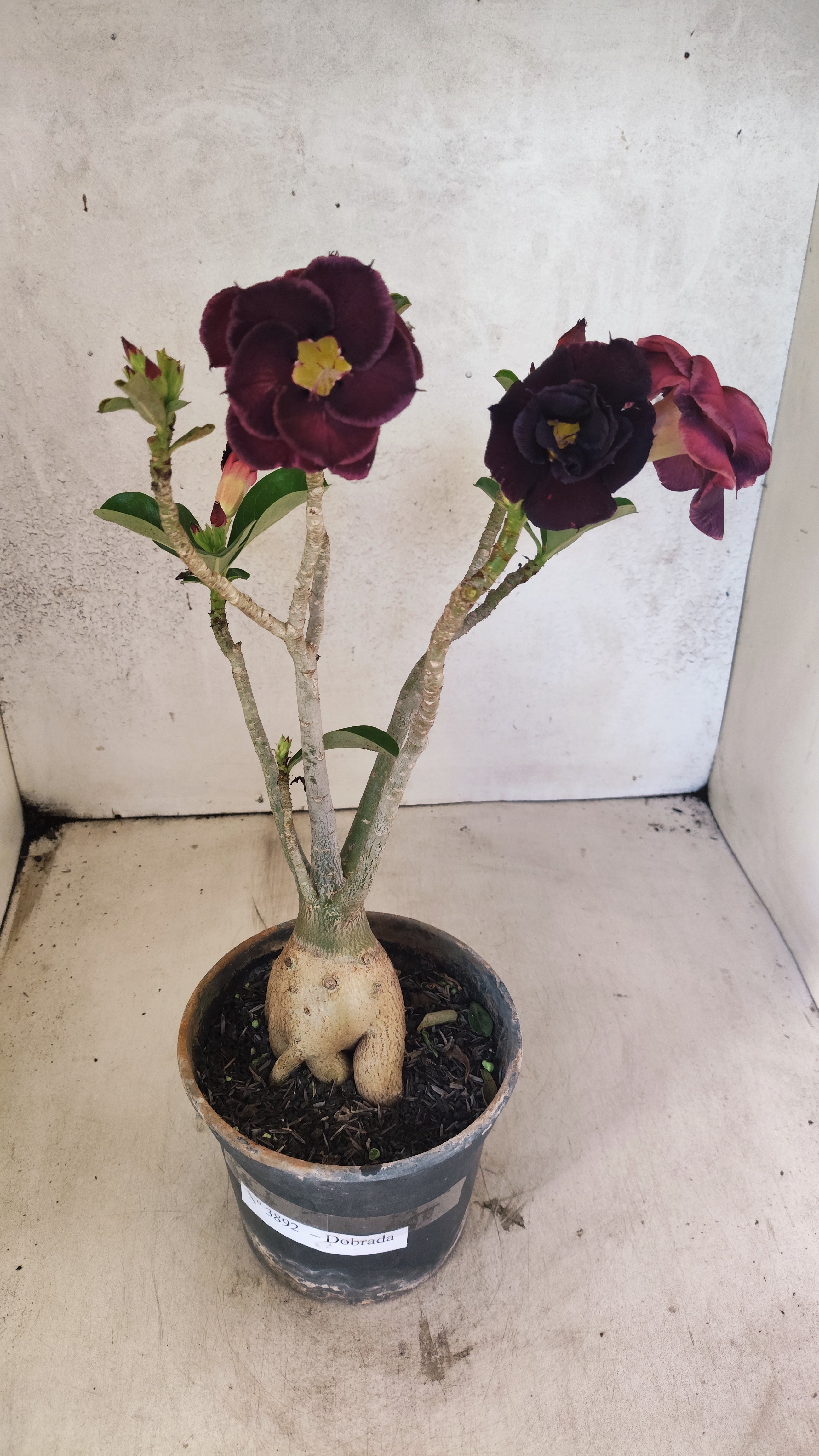 Planta Dobrada 3892 – 35cm – 03 anos