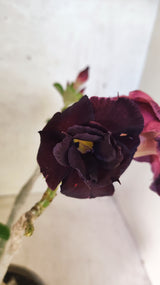 Planta Dobrada 3892 – 35cm – 03 anos