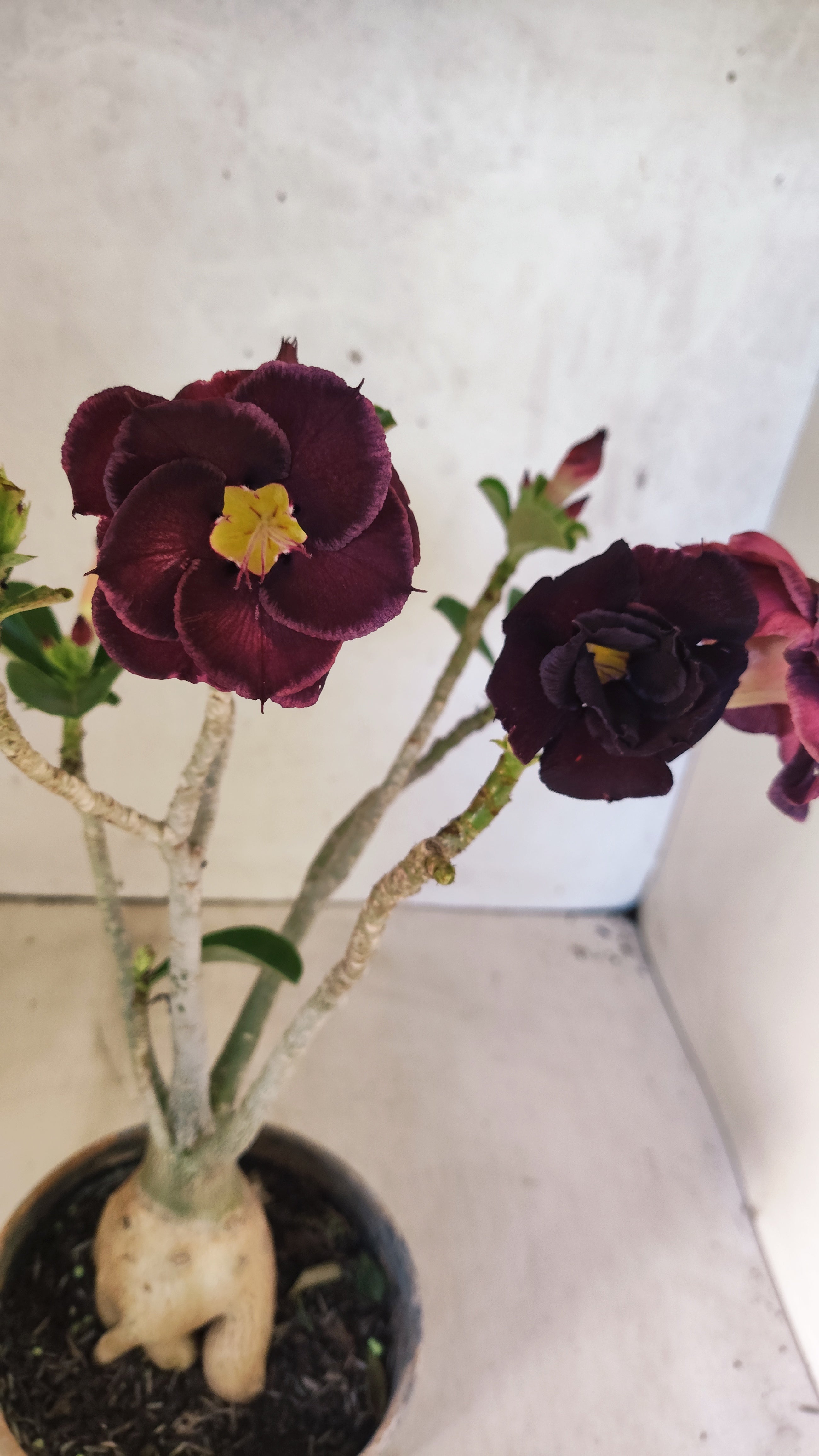 Planta Dobrada 3892 – 35cm – 03 anos