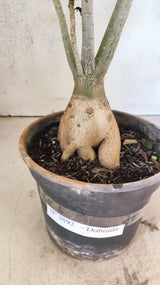 Planta Dobrada 3892 – 35cm – 03 anos