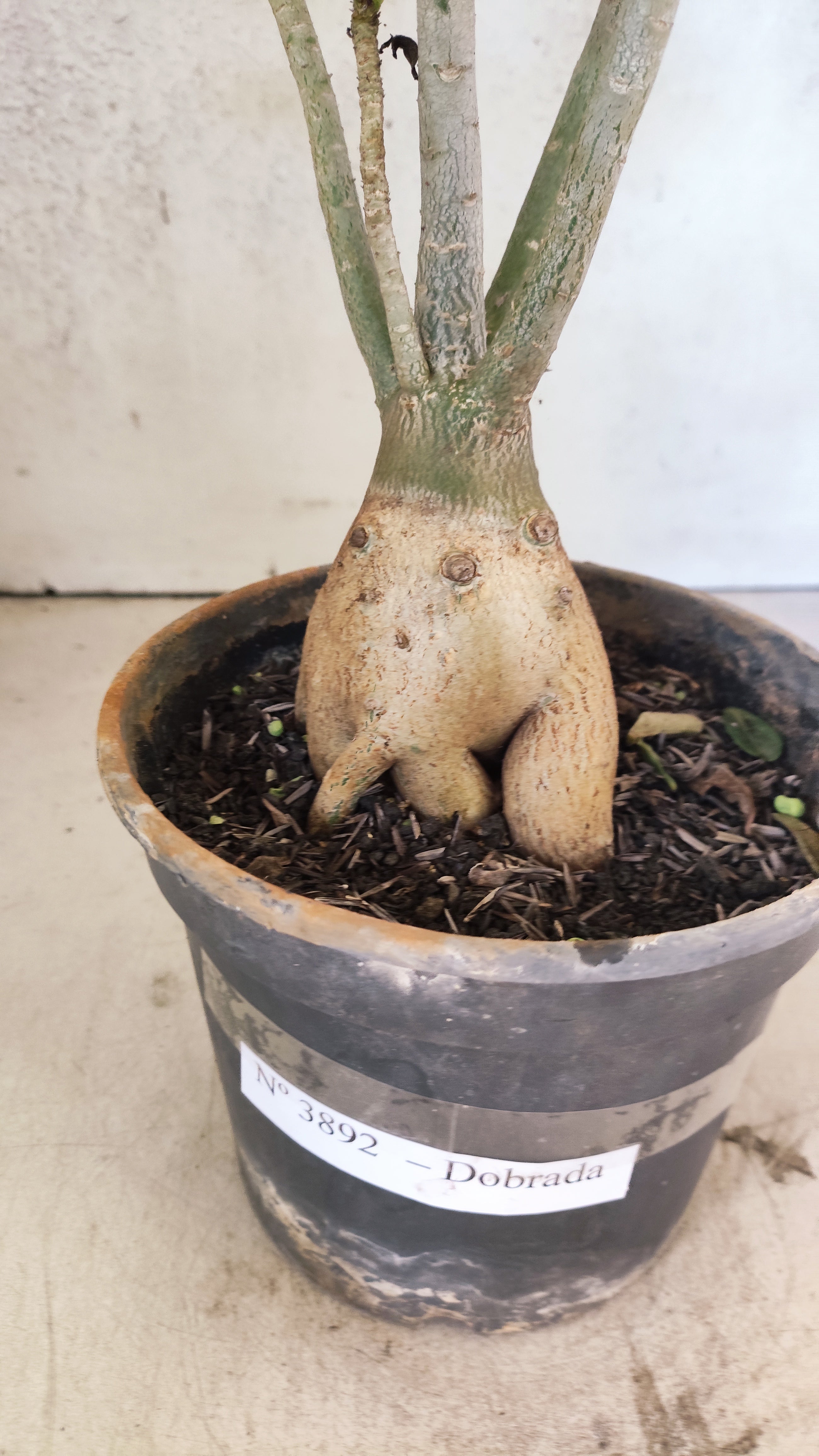 Planta Dobrada 3892 – 35cm – 03 anos