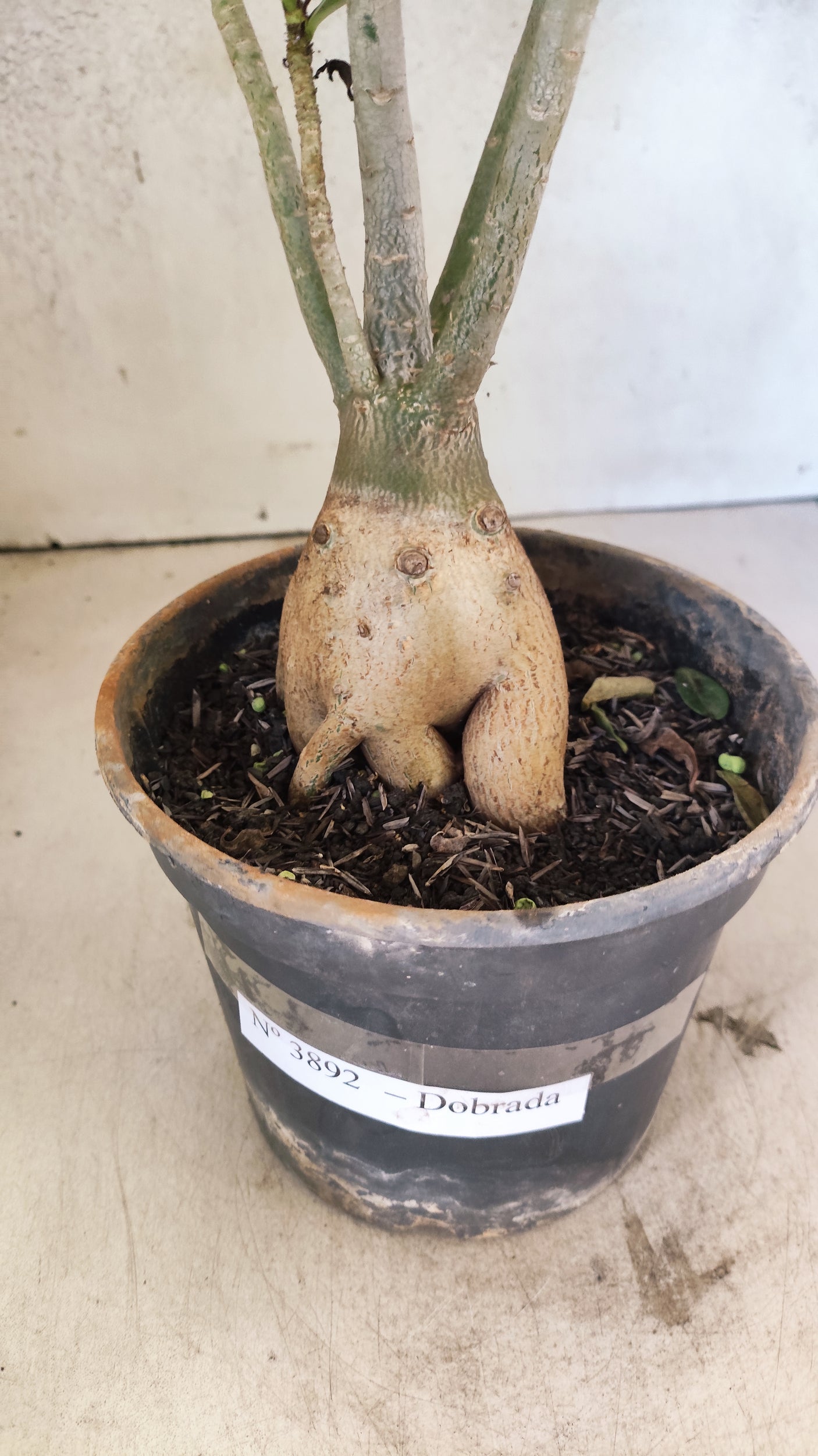 Planta Dobrada 3892 – 35cm – 03 anos