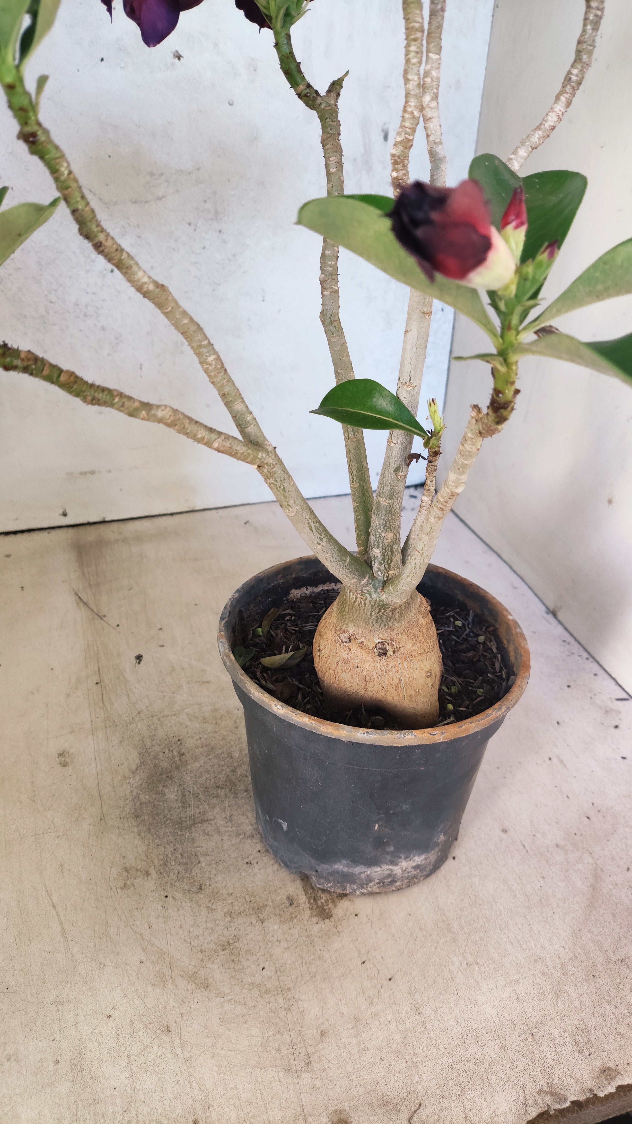 Planta Dobrada 3892 – 35cm – 03 anos