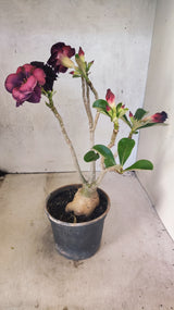 Planta Dobrada 3892 – 35cm – 03 anos