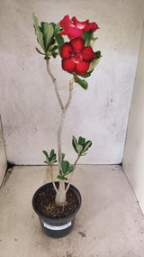 Planta Dobrada 3893 – 35cm – 03 anos