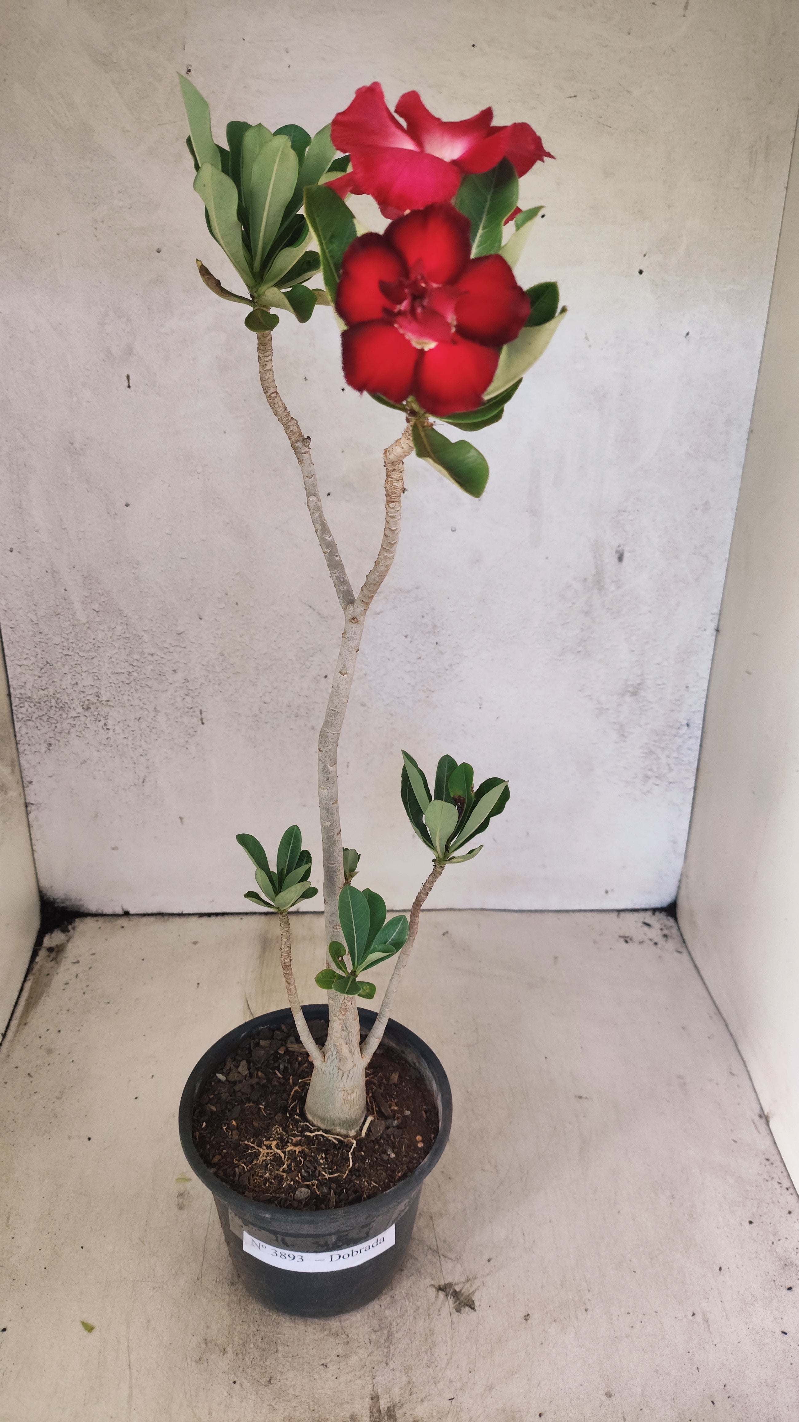 Planta Dobrada 3893 – 35cm – 03 anos