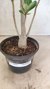 Planta Dobrada 3893 – 35cm – 03 anos