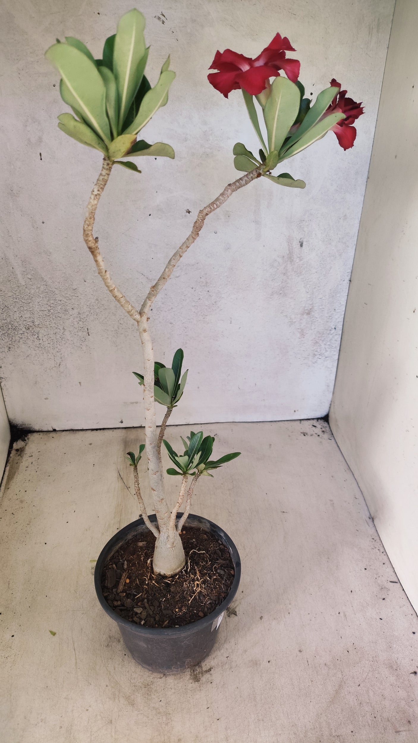 Planta Dobrada 3893 – 35cm – 03 anos